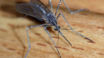 Przedwojenne komary